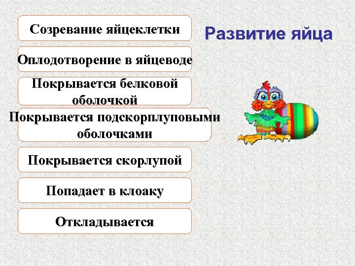 Созревание яйцеклетки Развитие яйца Оплодотворение в яйцеводе Покрывается белковой оболочкой Покрывается подскорплуповыми оболочками Покрывается