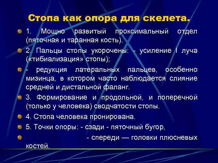 Стопа как опора для скелета. 1. Мощно развитый проксимальный отдел (пяточная и таранная кость).
