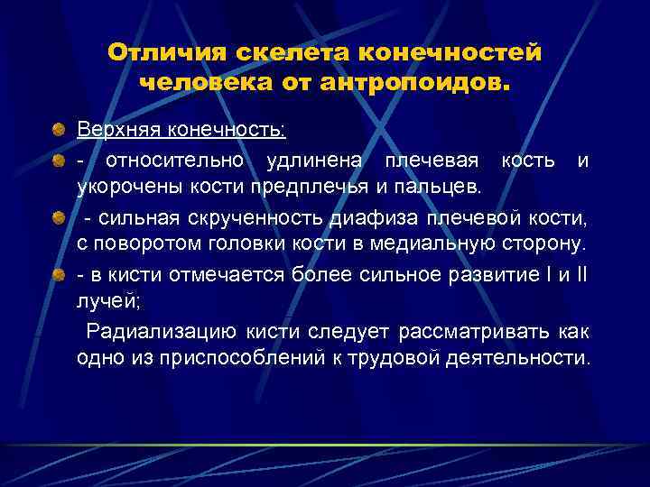 Отличия скелета конечностей человека от антропоидов. Верхняя конечность: - относительно удлинена плечевая кость и