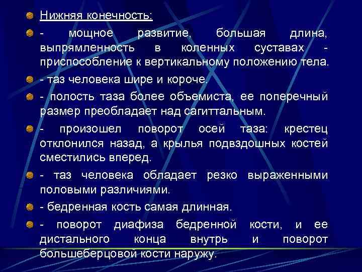 Нижняя конечность: мощное развитие, большая длина, выпрямленность в коленных суставах приспособление к вертикальному положению