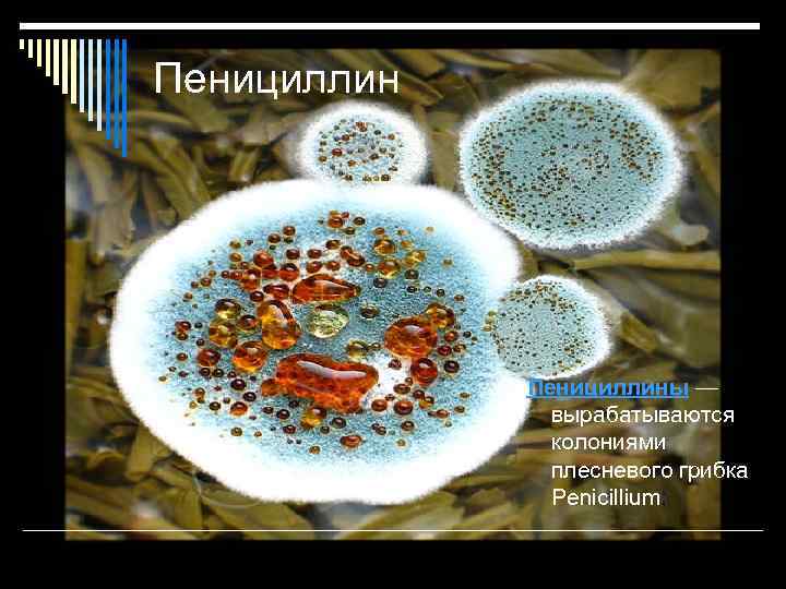 Пенициллины — вырабатываются колониями плесневого грибка Penicillium; 