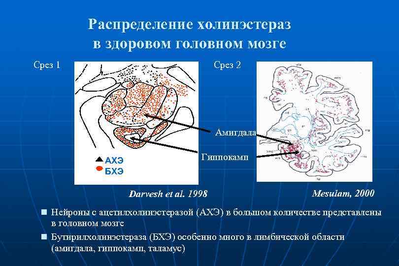 Распределение холинэстераз в здоровом головном мозге Срез 1 Срез 2 Амигдала АХЭ БХЭ Гиппокамп