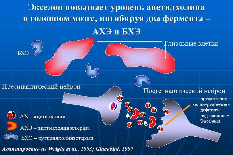 Экселон повышает уровень ацетилхолина в головном мозге, ингибируя два фермента – АХЭ и БХЭ