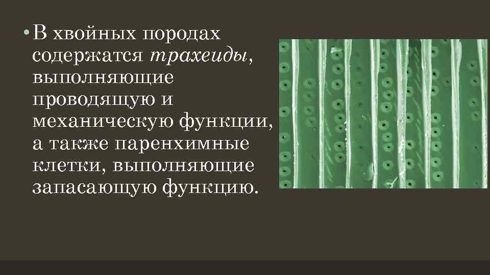  • В хвойных породах содержатся трахеиды, выполняющие проводящую и механическую функции, а также