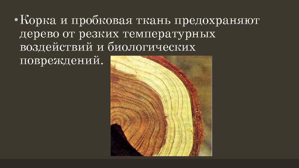  • Корка и пробковая ткань предохраняют дерево от резких температурных воздействий и биологических