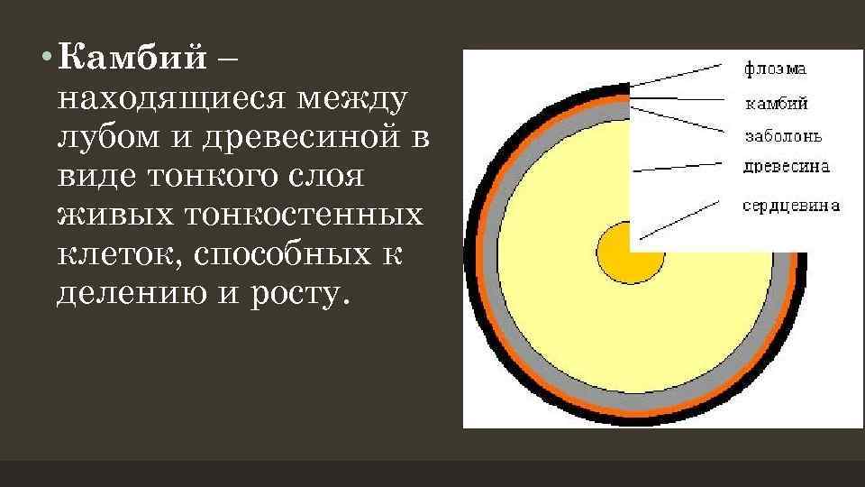 Между древесиной и лубом. Между лубом и древесиной расположен. Камбий расположен между. Ткань между древесиной и лубом. Камбий располагается между.