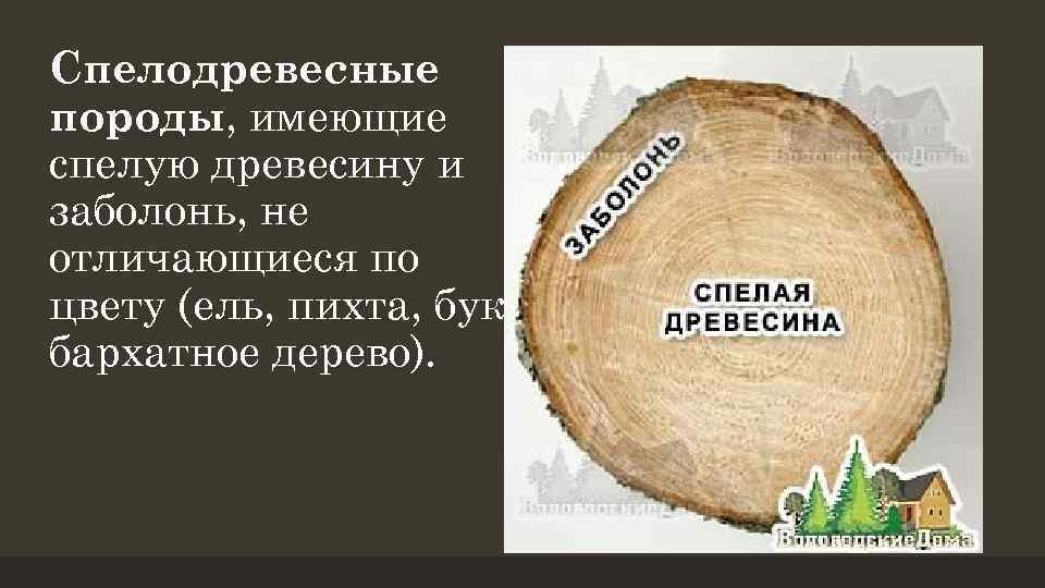 Спелодревесные породы, имеющие спелую древесину и заболонь, не отличающиеся по цвету (ель, пихта, бук,