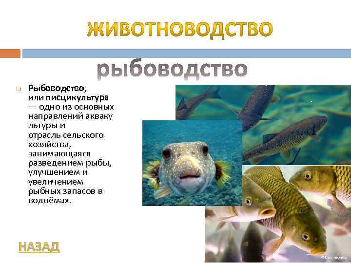  Рыбоводство, или писцикультура — одно из основных направлений акваку льтуры и отрасль сельского