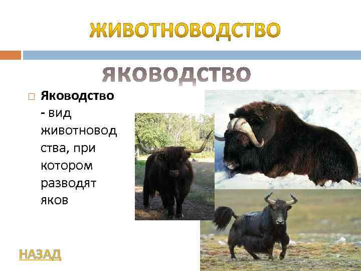  Яководство - вид животновод ства, при котором разводят яков НАЗАД 