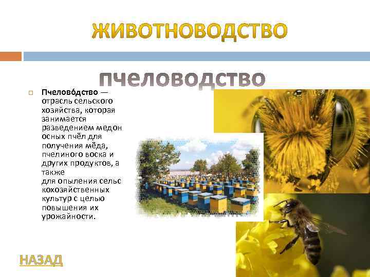  Пчелово дство — отрасль сельского хозяйства, которая занимается разведением медон осных пчёл для