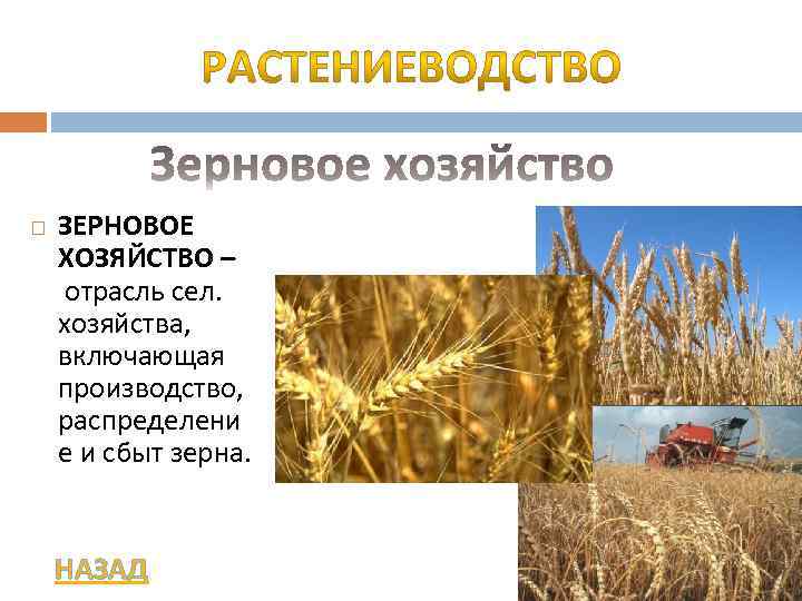  ЗЕРНОВОЕ ХОЗЯЙСТВО – отрасль сел. хозяйства, включающая производство, распределени е и сбыт зерна.