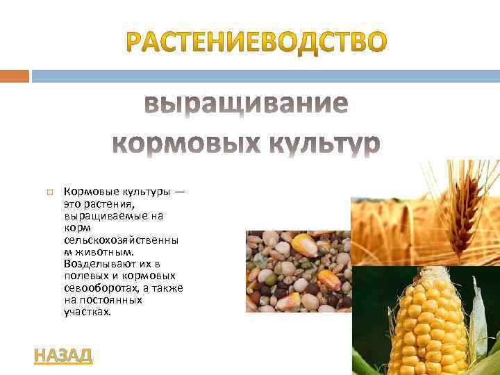  Кормовые культуры — это растения, выращиваемые на корм сельскохозяйственны м животным. Возделывают их