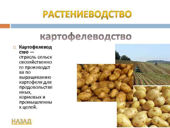  Картофелевод ство — отрасль сельск охозяйственно го производст ва по выращиванию картофеля для