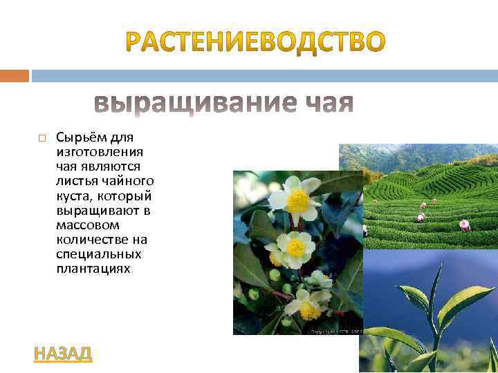  Сырьём для изготовления чая являются листья чайного куста, который выращивают в массовом количестве