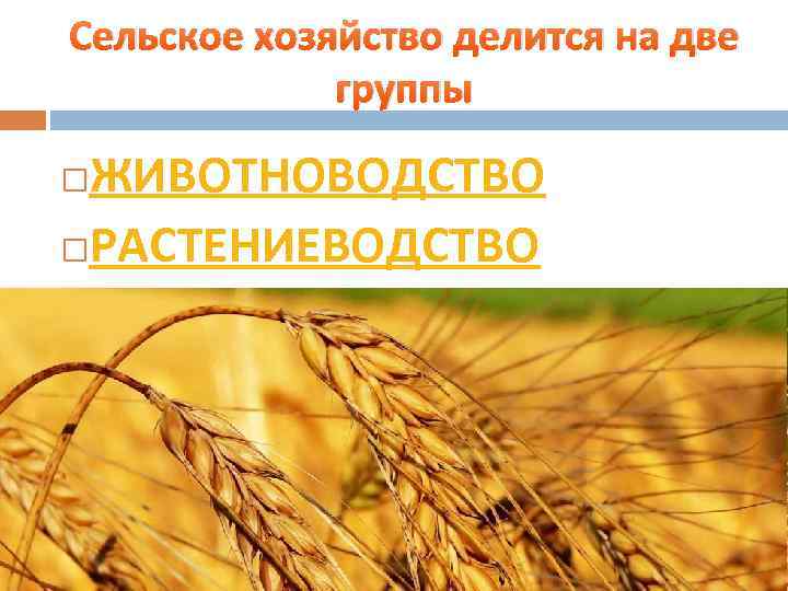 Сельское хозяйство делится на две группы ЖИВОТНОВОДСТВО РАСТЕНИЕВОДСТВО 