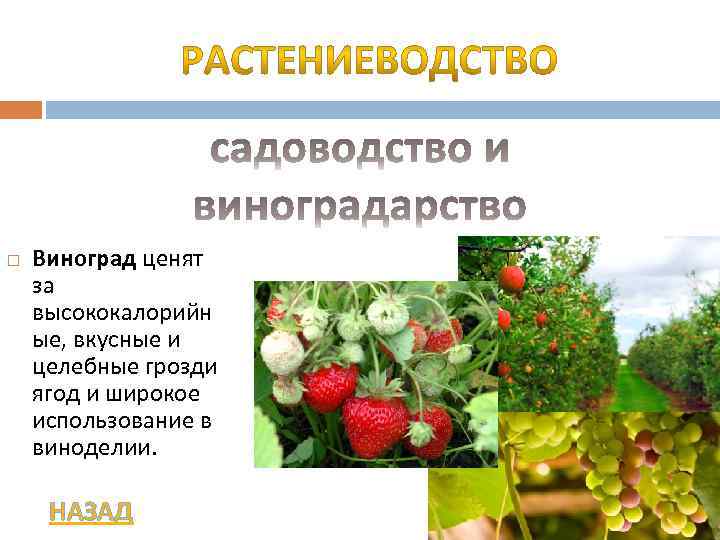  Виноград ценят за высококалорийн ые, вкусные и целебные грозди ягод и широкое использование