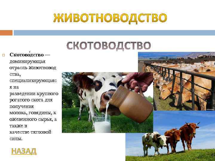  Скотово дство — доминирующая отрасль животновод ства, специализирующаяс я на разведении крупного рогатого