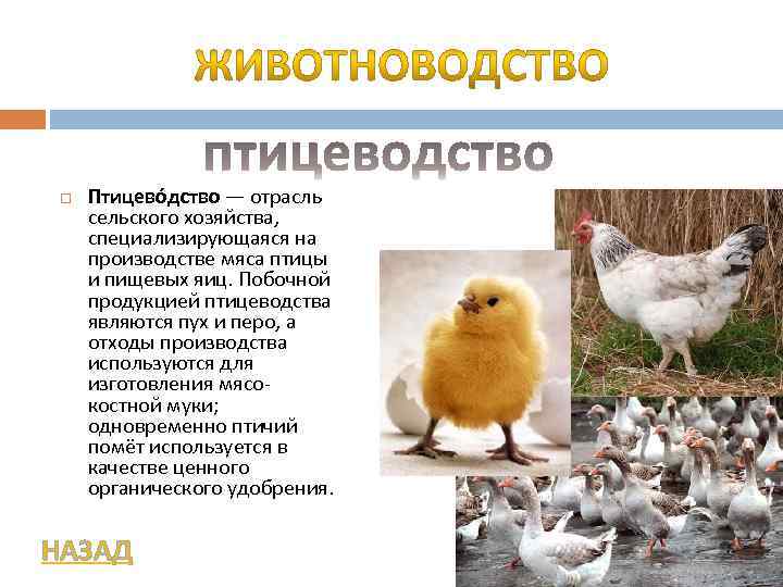 Новый закон о птицеводстве в частном