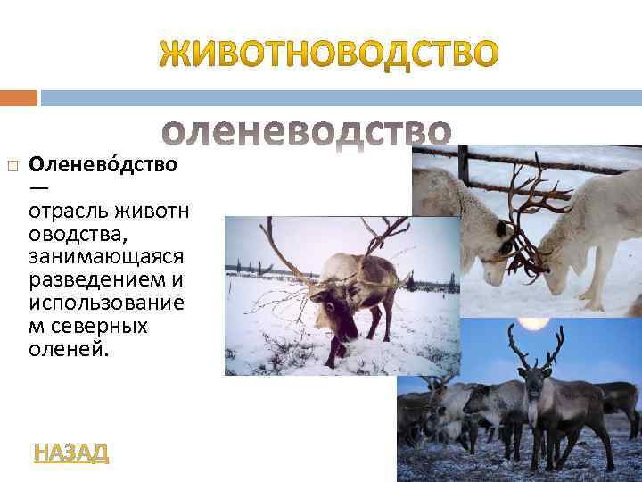  Оленево дство — отрасль животн оводства, занимающаяся разведением и использование м северных оленей.