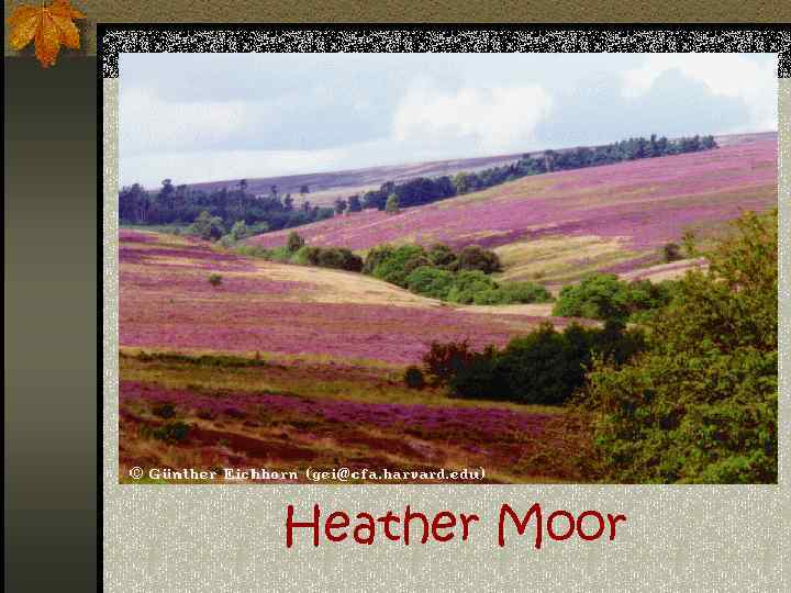 Heather Moor 
