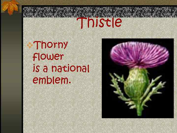 Thistle v. Thorny flower is a national emblem. 