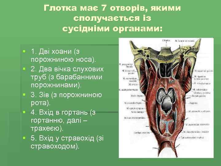 Глотка має 7 отворів, якими сполучається із сусідніми органами: § 1. Дві хоани (з