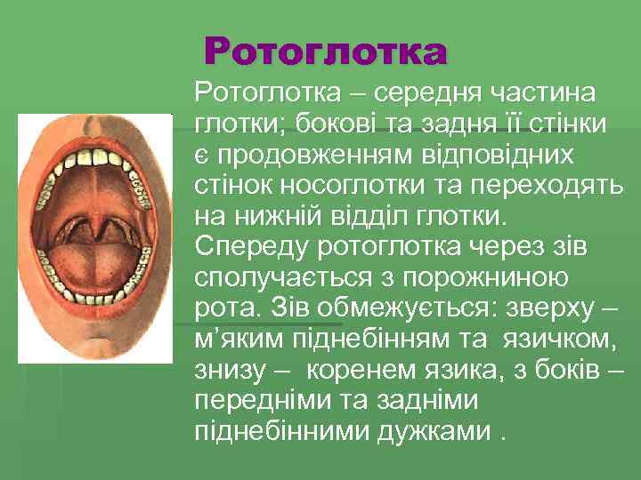 Ротоглотка – середня частина глотки; бокові та задня її стінки є продовженням відповідних стінок