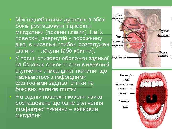 § Між піднебінними дужками з обох боків розташовані піднебінні мигдалики (правий і лівий). На