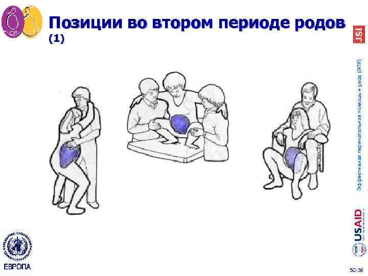 Эффективная перинатальная помощь и уход (ЭПУ) Позиции во втором периоде родов (1) 5 C-38