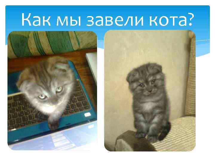 Как мы завели кота? 