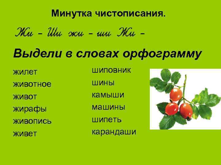 Минутка чистописания. Выдели в словах орфограмму жилет животное живот жирафы живопись живет шиповник шины