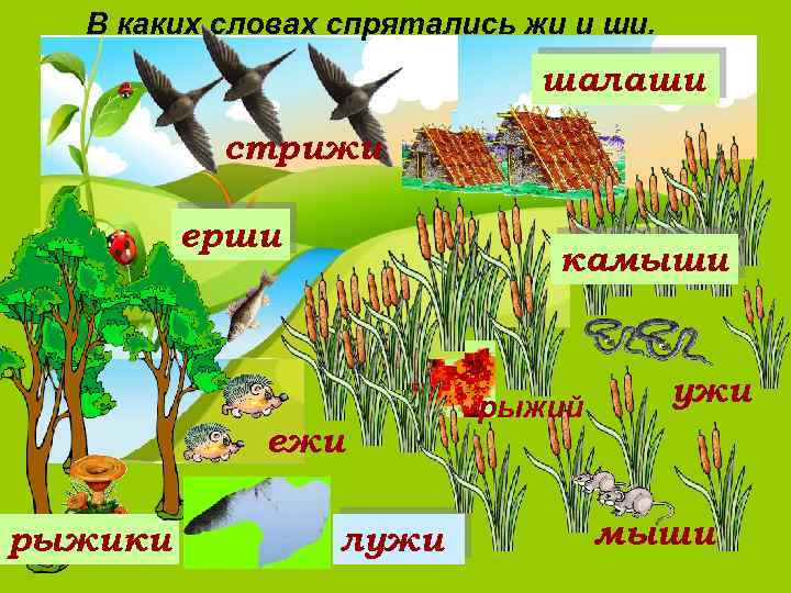 В каких словах спрятались жи и ши. шалаши стрижи ерши камыши ежи рыжики лужи