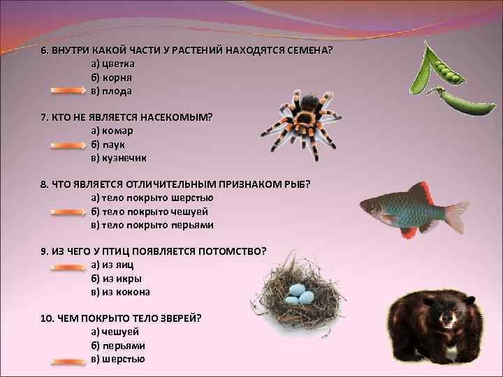 6. ВНУТРИ КАКОЙ ЧАСТИ У РАСТЕНИЙ НАХОДЯТСЯ СЕМЕНА? a) цветка б) корня в) плода