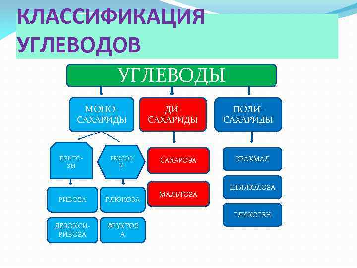 КЛАССИФИКАЦИЯ УГЛЕВОДОВ УГЛЕВОДЫ МОНОСАХАРИДЫ ПЕНТОЗЫ РИБОЗА ГЕКСОЗ Ы ГЛЮКОЗА ДИСАХАРИДЫ САХАРОЗА МАЛЬТОЗА ПОЛИСАХАРИДЫ КРАХМАЛ
