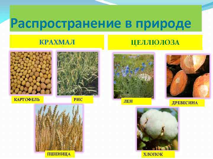 Распространение в природе КРАХМАЛ КАРТОФЕЛЬ РИС ПШЕНИЦА ЦЕЛЛЮЛОЗА ЛЕН ДРЕВЕСИНА ХЛОПОК 
