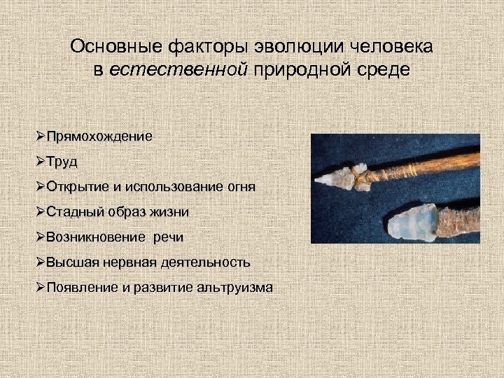 Основные факторы эволюции человека в естественной природной среде ØПрямохождение ØТруд ØОткрытие и использование огня