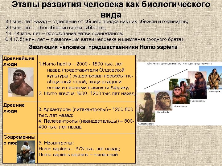 Этапы развития человека как биологического вида 30 млн. лет назад – отделение от общего