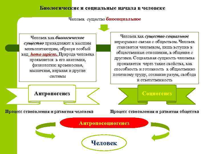 Биосоциальная природа план