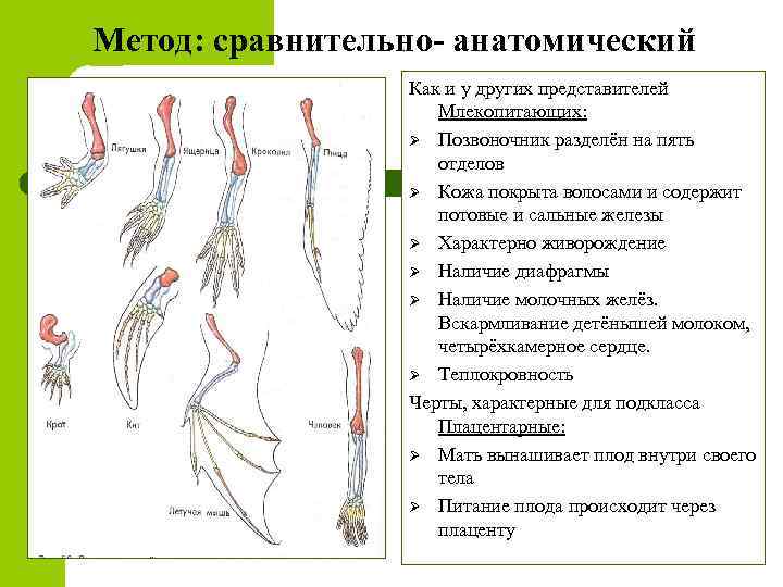 Методы изучения эволюции. Сравнительно-анатомические. Сравнительно анатомический метод. Сравнительно анатомический метод эволюции. Сравнительно анатомический метод в биологии.