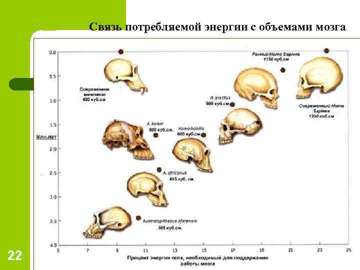 Объем мозга. Предки человека с размером мозга. Объем головного мозга современного человека. Объем мозга человека в см3. Объемы головного мозга у предков человека.