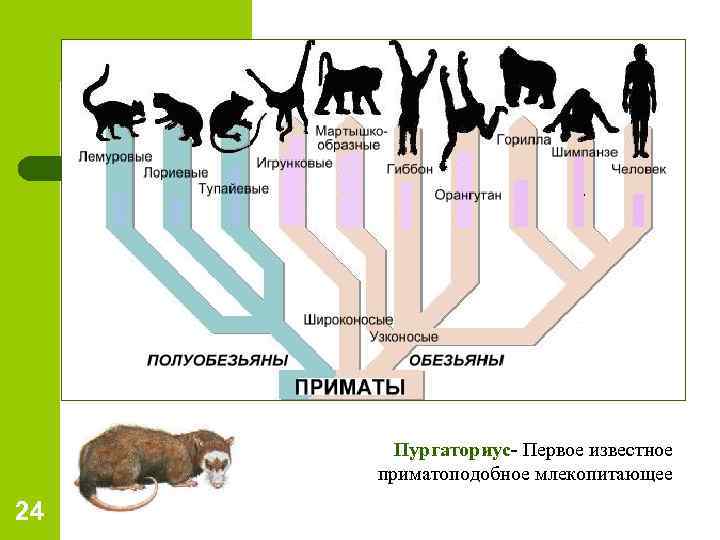  Пургаториус- Первое известное приматоподобное млекопитающее 24 