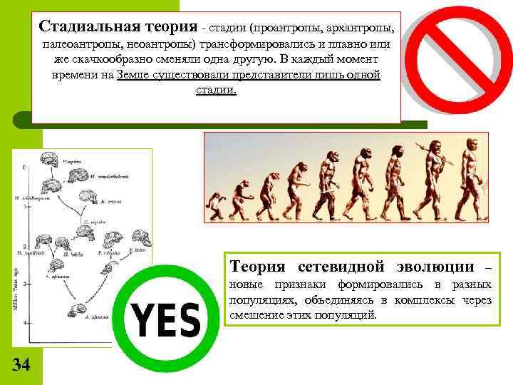 Стадиальная теория - стадии (проантропы, архантропы, палеоантропы, неоантропы) трансформировались и плавно или же скачкообразно