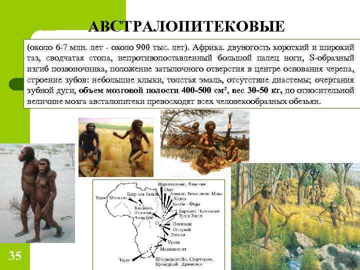 АВСТРАЛОПИТЕКОВЫЕ (около 6 -7 млн. лет - около 900 тыс. лет). Африка. двуногость короткий