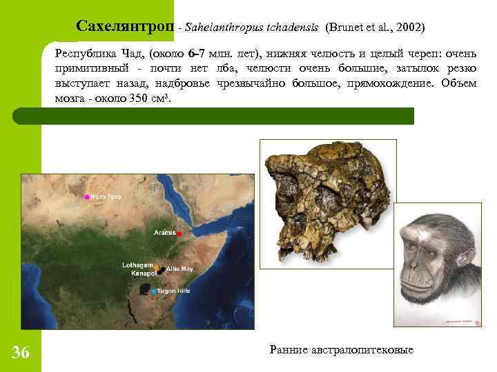 Сахелянтроп - Sahelanthropus tchadensis (Brunet et al. , 2002) Республика Чад, (около 6 -7