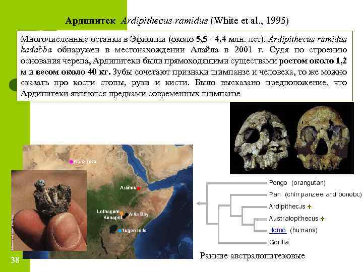 Ардипитек Ardipithecus ramidus (White et al. , 1995) Многочисленные останки в Эфиопии (около 5,