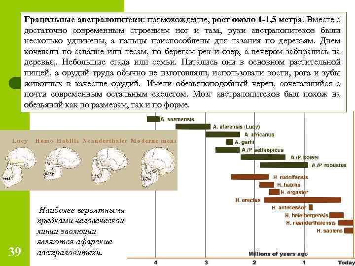 Грацильные австралопитеки: прямохождение, рост около 1 -1, 5 метра. Вместе с достаточно современным строением