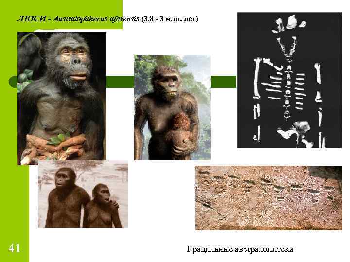 ЛЮСИ - Australopithecus afarensis (3, 8 - 3 млн. лет) 41 Грацильные австралопитеки 