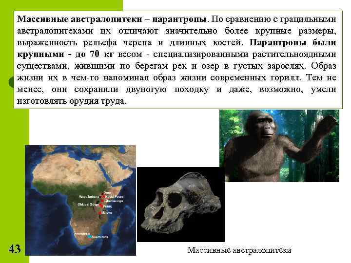 Массивные австралопитеки – парантропы. По сравнению с грацильными австралопитеками их отличают значительно более крупные