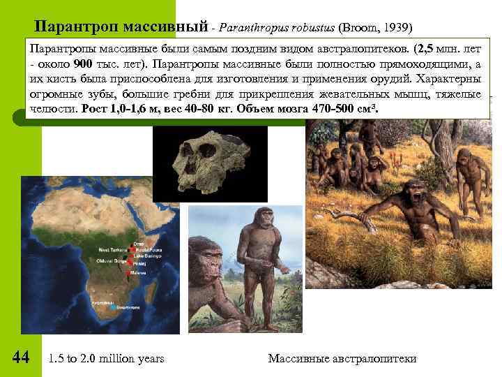 Парантроп массивный - Paranthropus robustus (Broom, 1939) Парантропы массивные были самым поздним видом австралопитеков.