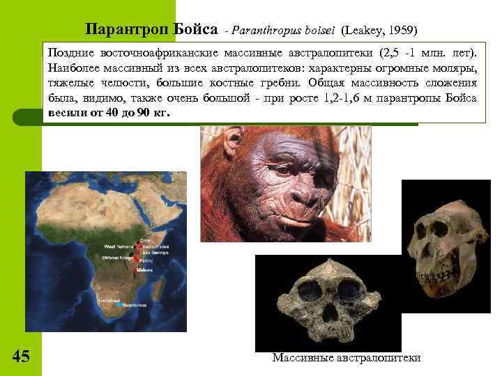 Парантроп Бойса - Paranthropus boisei (Leakey, 1959) Поздние восточноафриканские массивные австралопитеки (2, 5 -1